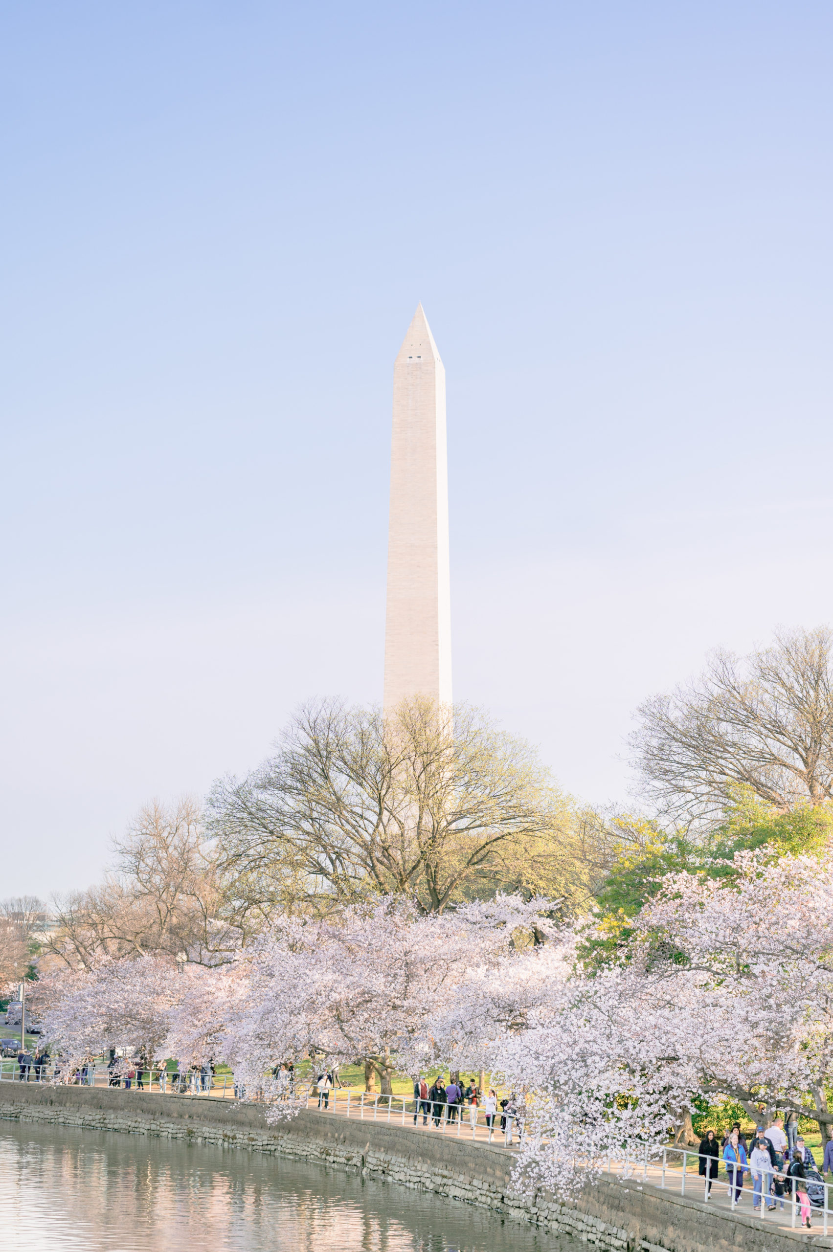 cherry blossom photos in Washington DC, DC wedding photographer