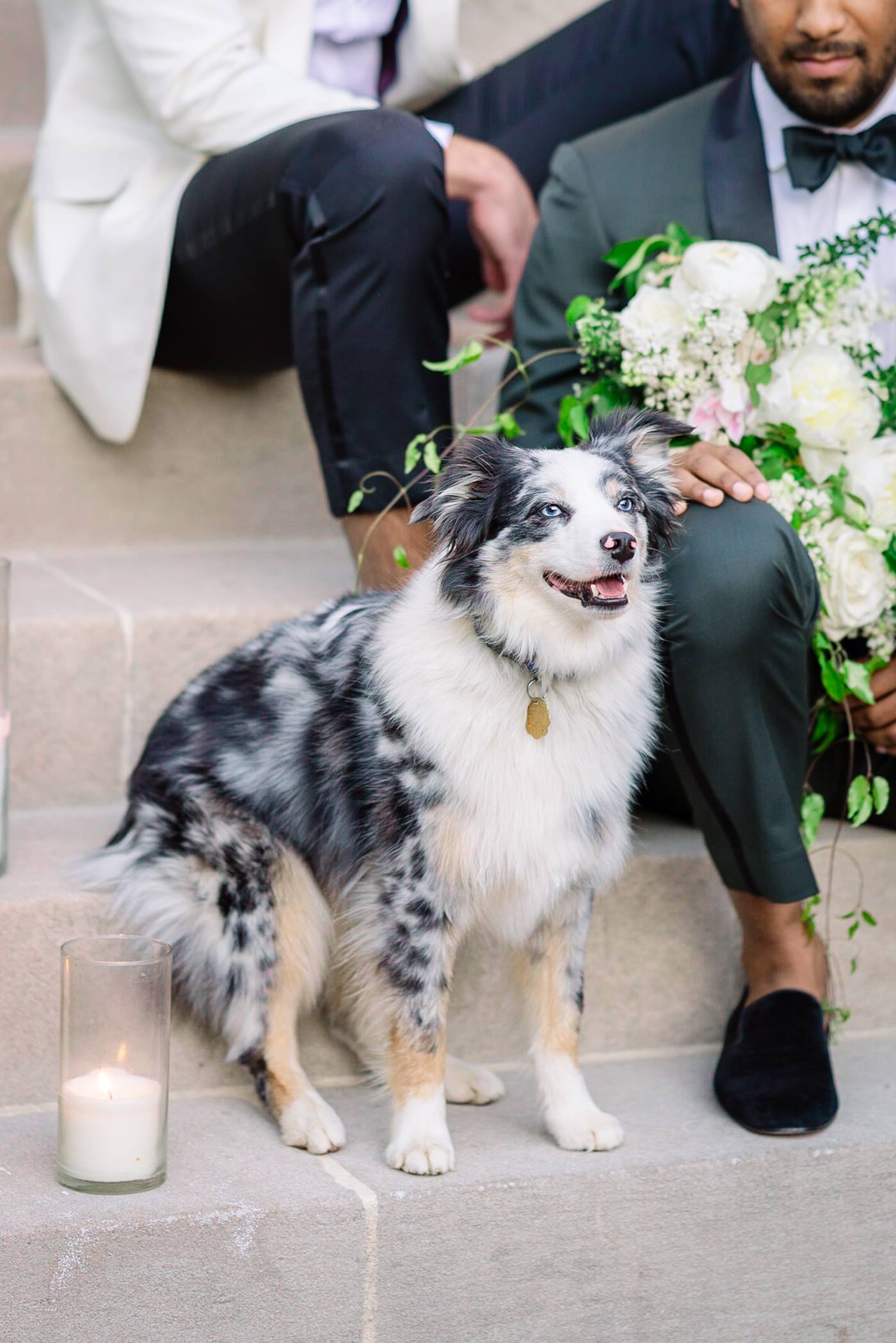dog at wedding, wedding dogs, austrialian sheppard at wedding, wedding puppy